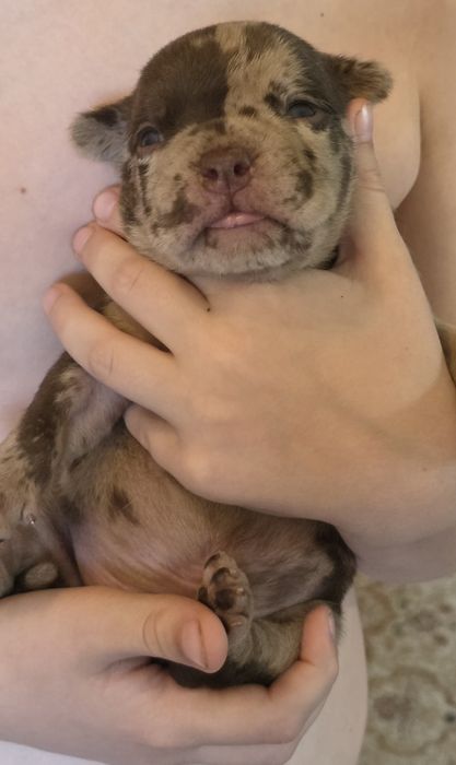 Щенок американский  булли