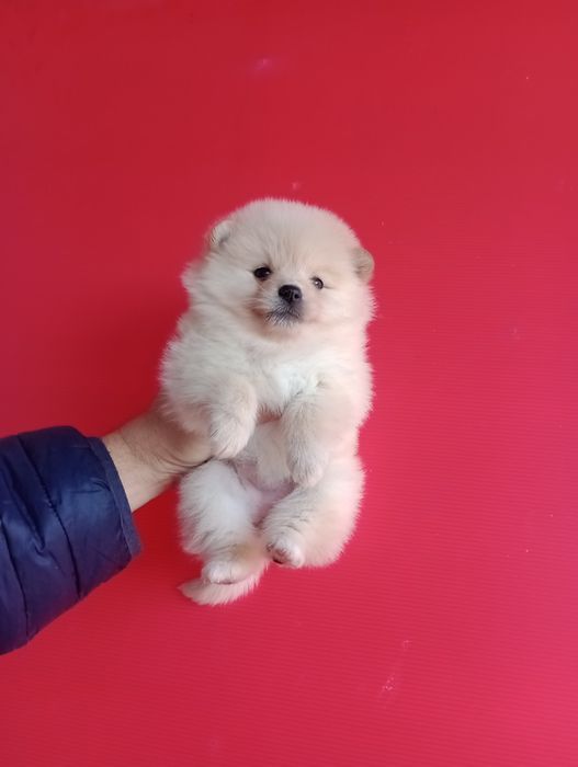 Померани. Момченца и момиченца. Померан. Реални снимки!