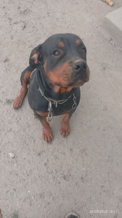 Ротвелер сотилади қиз бола 3 ёшлик