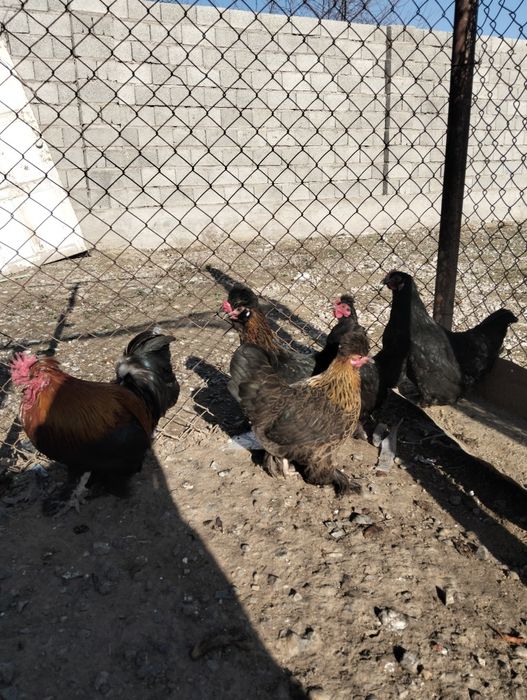 Карликовое (японски) тауықтар сатылады