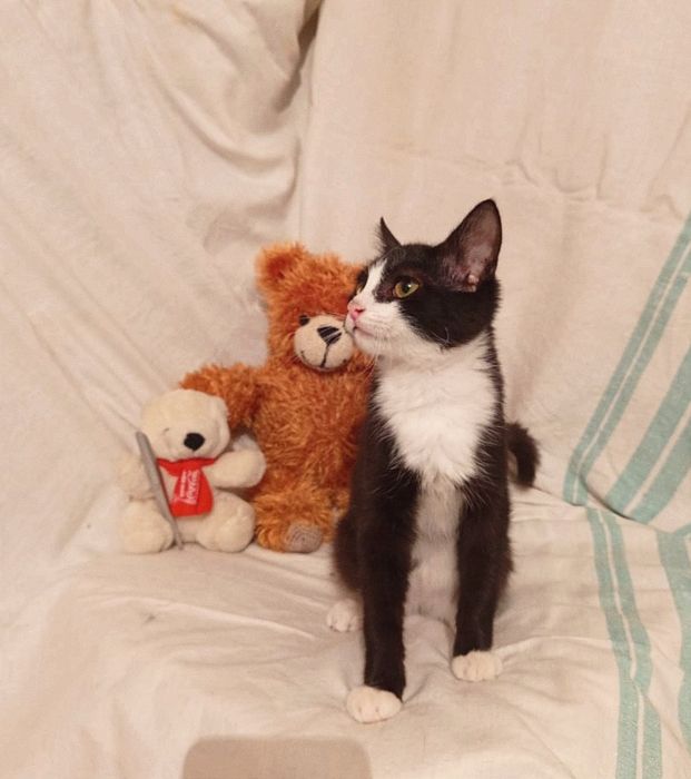 Котенок Кузя мальчик 5месяцев