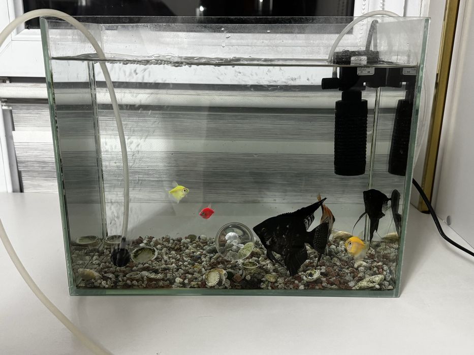 Аквариум с рыбками