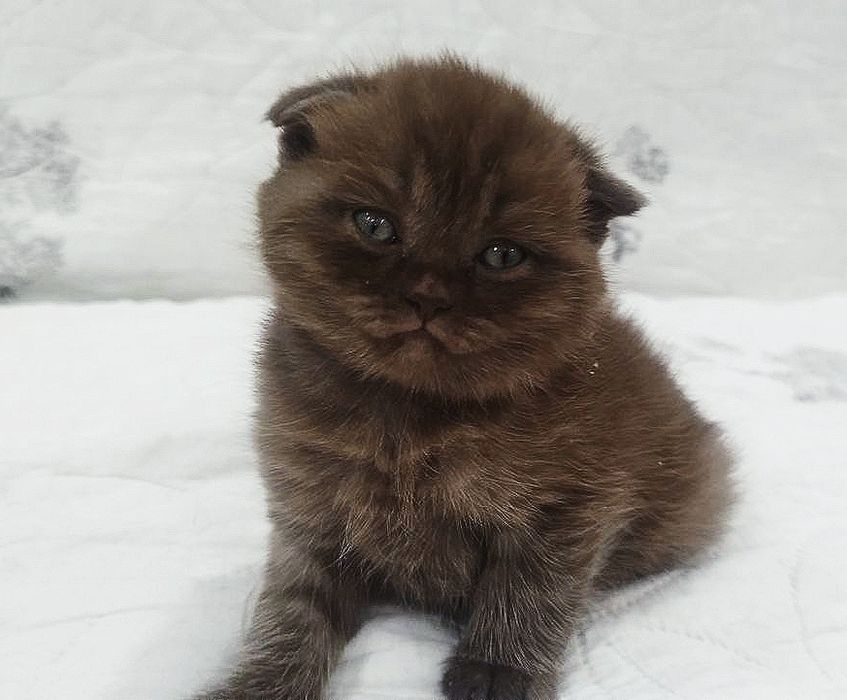 Scottish fold мальчик