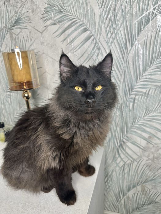 Котик мальчик ручной