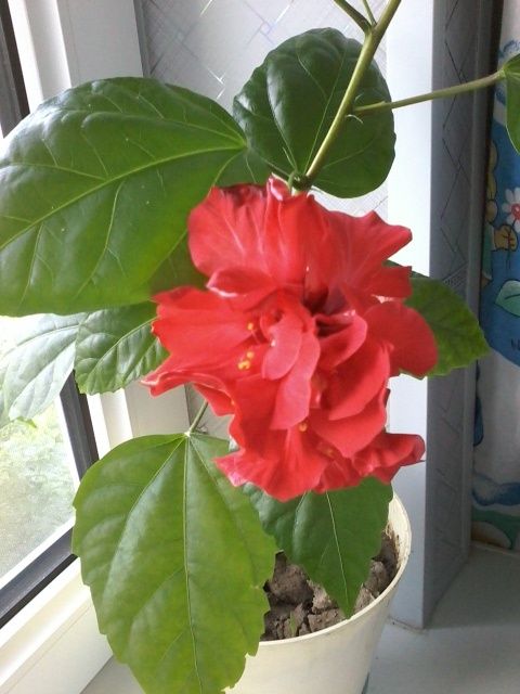 Продам комнатные цветы