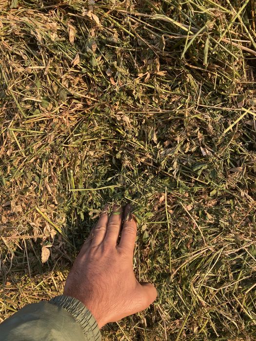 Baloti rotunzi lucerna coasa 2 si 3