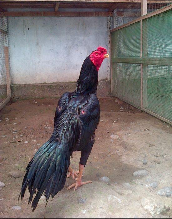 Shamo dakan jo'jalari va tuxumlari sotiladi.