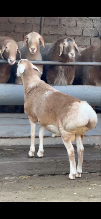 Qoy куй кой qochqorlar sotiladi Aqiqa va toy marosmlar