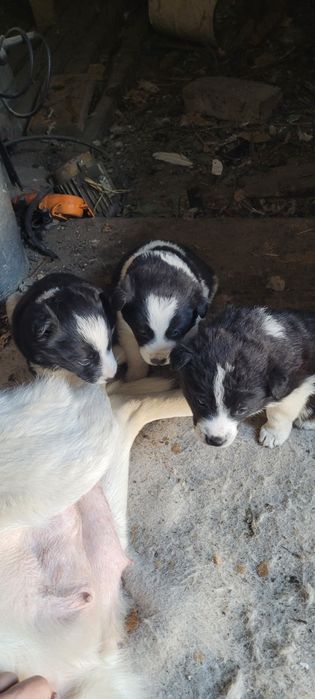 Отдам щенят , девочки в добрые руки