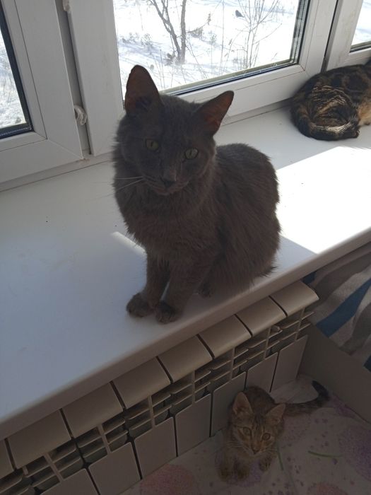 Коты от года и выше