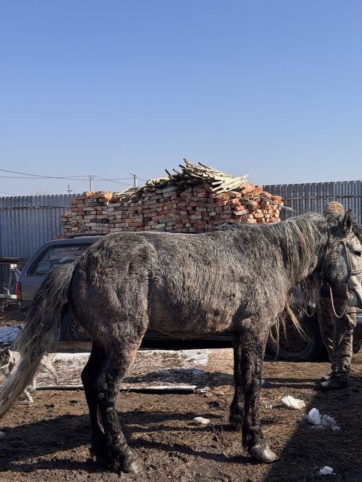 Мықты айғыр сатам