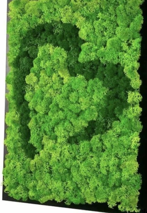 Decoratiuni cu muschi, licheni si plante stabilizate / Pereti verzi