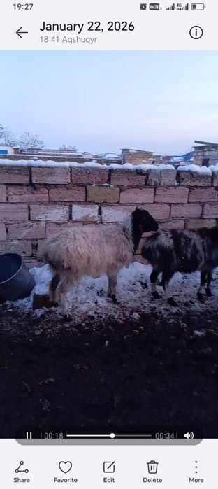 Буаз қойлар сатылады