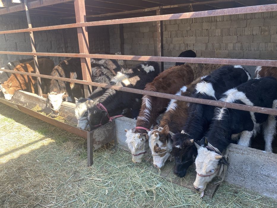 Продам бычки 7-8 ай