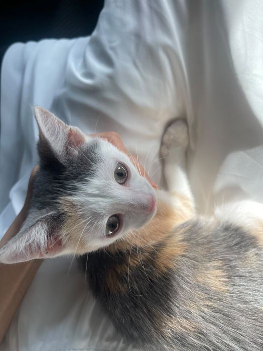 Котенок ищет семью. 2 мес. Девочка. Привита