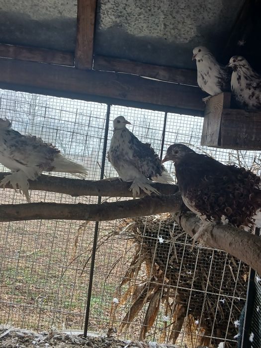 Porumbei creți și cucuruzi