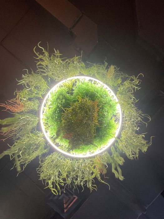 Декор стен зеленью Интерьерное озеленение