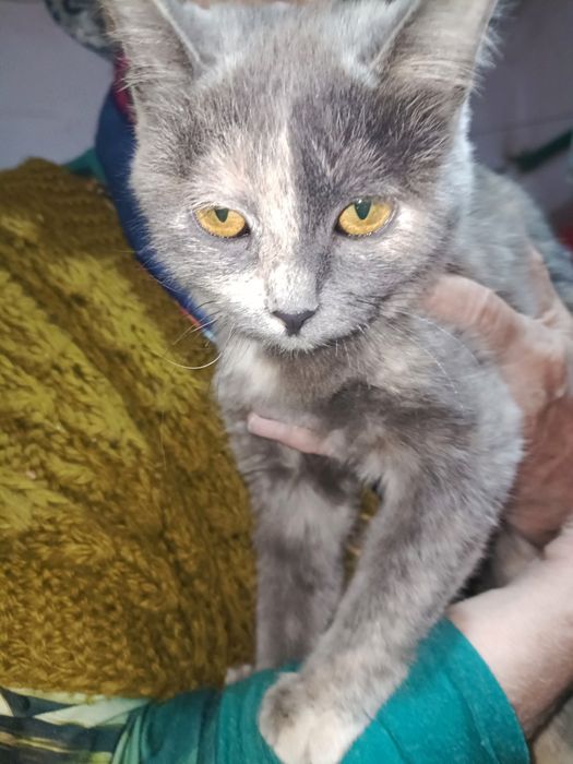 Отдается кошечка молодая в добрые руки