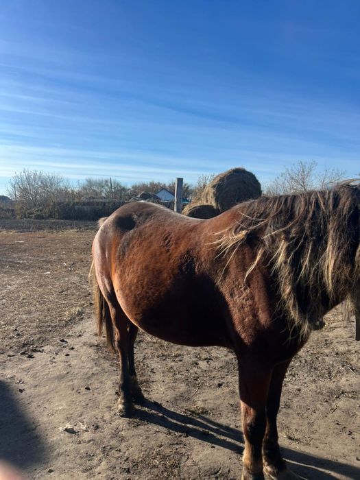 Продам Жерёбая кобыла