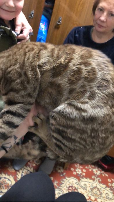 Котенок бенгальский