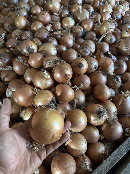 Vand cepa clibru 50+