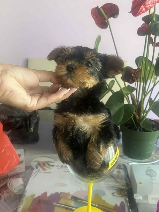 3 йоркита си търсят своя нов дом.2 момченца и едно момиченце