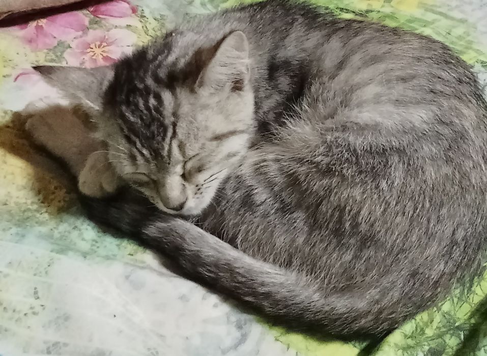 Котёнок ( девочка)