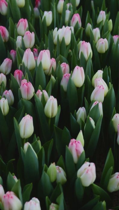 Тюльпаны оптом и в розницу