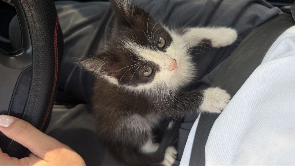 Котенок в добрые руки
