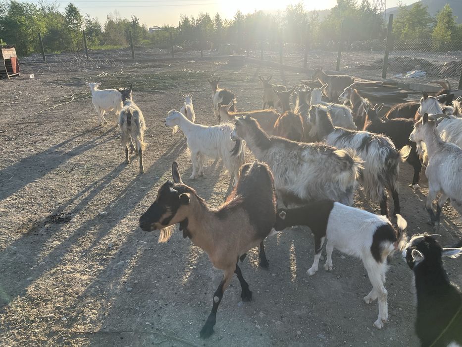 Vând 21 capre cu si fără lapte