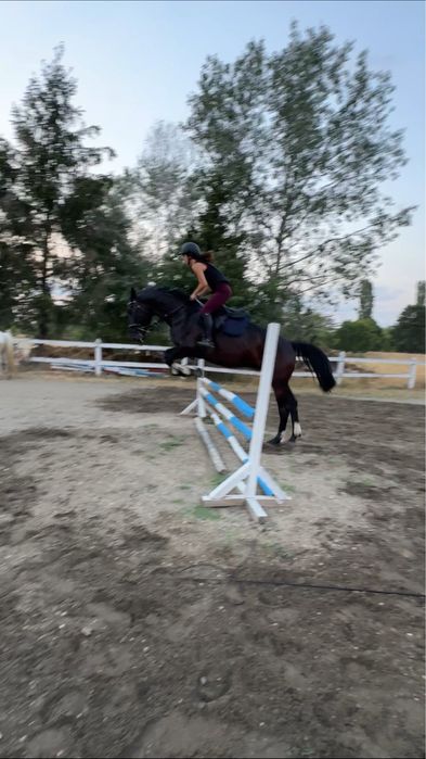 Cal de sport unguresc