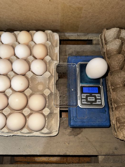 Инкубационные яйца Арбор Айкрес