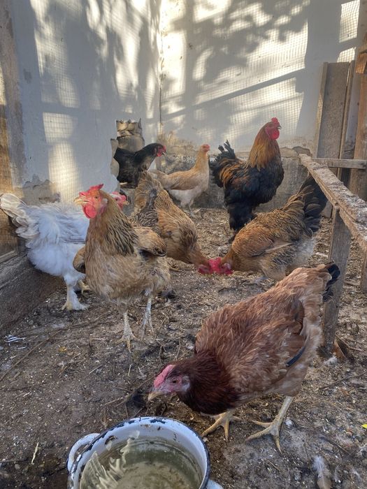 Продам семейку курей