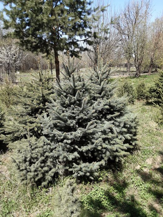 Продам ёлки,разного возвраста.