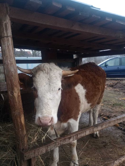 Vând vacă bălțată românească.