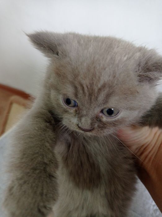 Котенок девочка страйт лиловый окрас