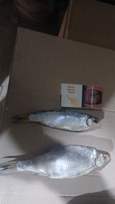 Продаётся Вобла лещ чихонь рыбец бершата