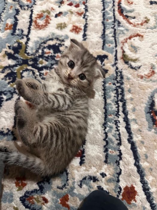 Отдам Котят  Девочки
