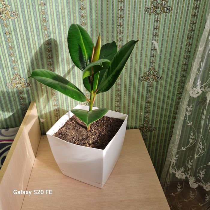 Декоративные комнатные цветы