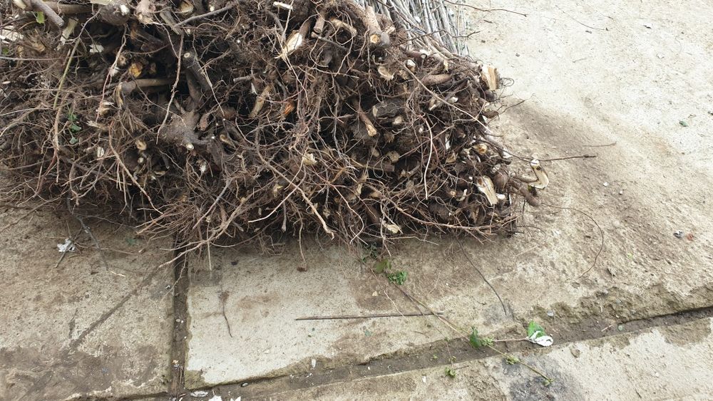 Vând puieți. Plop mesteacăn fag brad salcâm