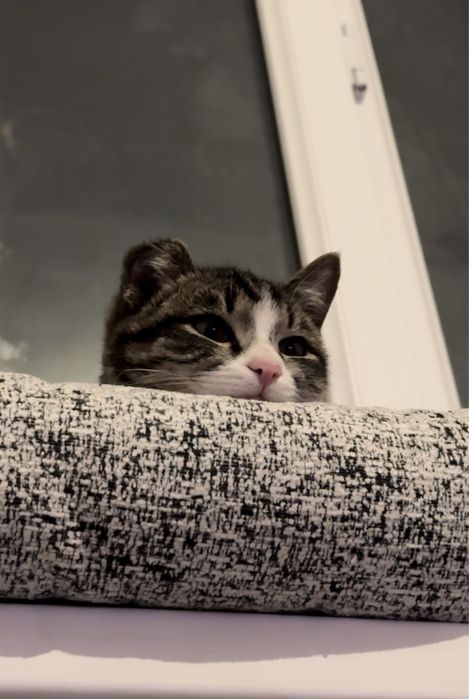 Котёнок кошка кот