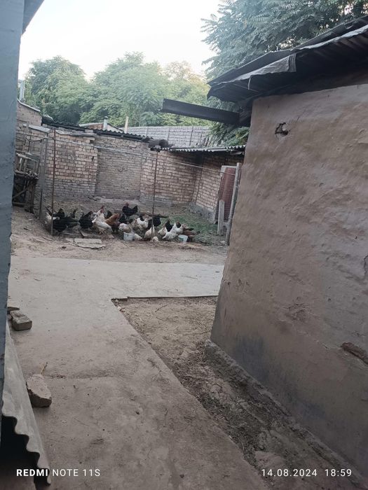 Продаються домашнии куры и 1 петух всех сразу