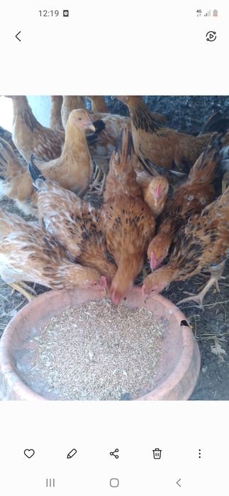 Продам курей домашних