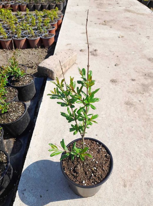 Нар - Безсеменен
Студоустойчив