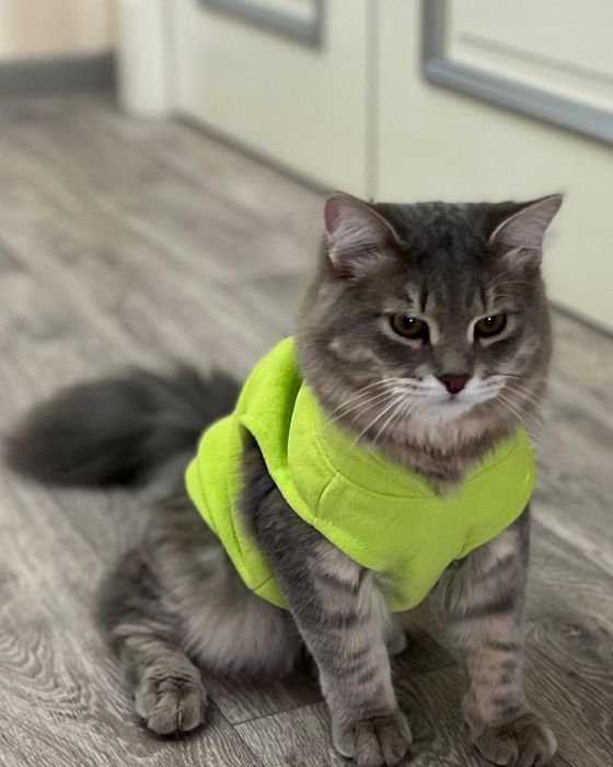 Сибирский кот для вязки