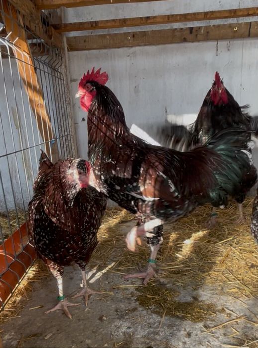 Oua incubat Sussex / Susex  portelan