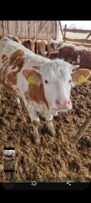 De vânzare 14 vițele și 6 tăurași