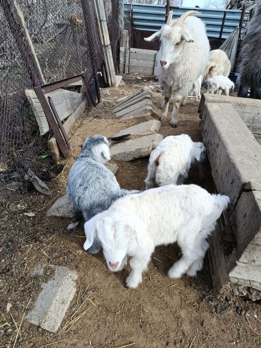 Продам козы молочные