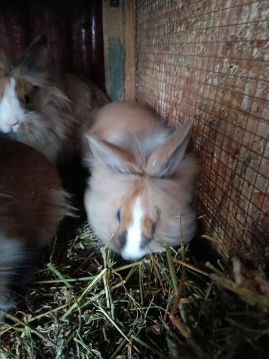 Vand iepurasi cap de leu