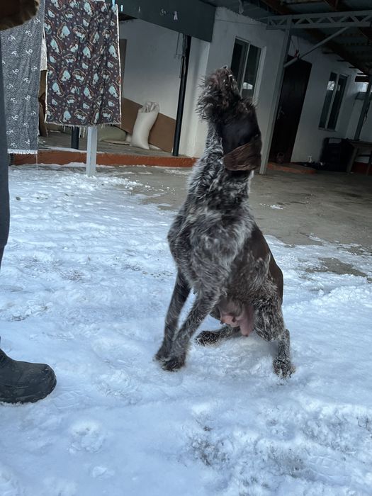 Охотнищий собака робочий